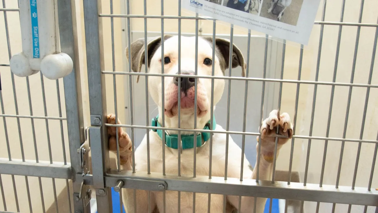 California Shelters Study Harbinger for Canadian Shelters Canadian